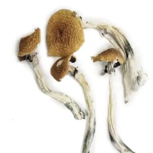 Buy Psilocybe Azurescens Magic Mushroom Europe