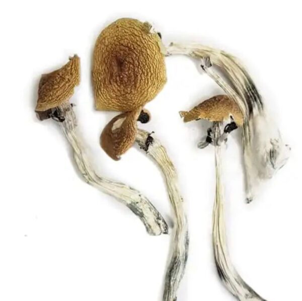 Buy Psilocybe Azurescens Magic Mushroom Europe