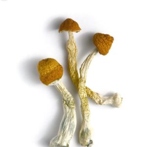 Buy Liberty Caps Magic Mushroom Online Europe