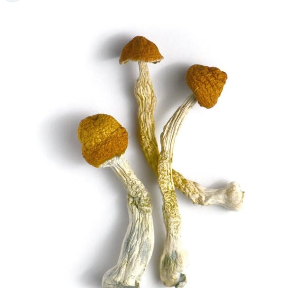 Buy Liberty Caps Magic Mushroom Online Europe