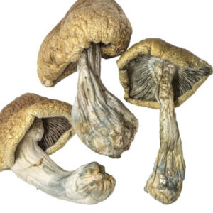 Buy Blue Meanies Magic Mushroom Europe