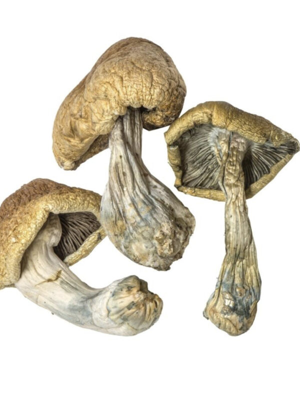 Buy Blue Meanies Magic Mushroom Europe