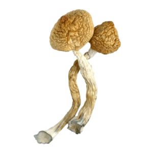 Buy Golden Teacher Magic Mushroom Europe