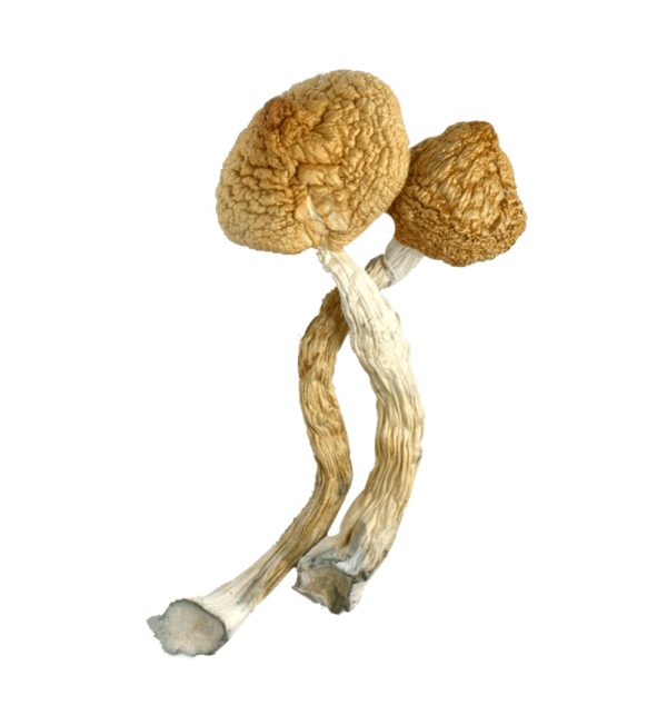 Buy Golden Teacher Magic Mushroom Europe