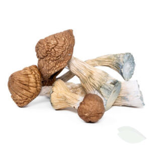 Buy Malabar Magic Mushroom Online Europe