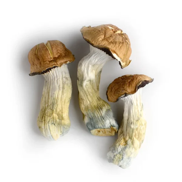 Buy Tidal Wave Magic Mushroom Europe