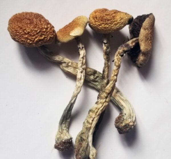 Buy Wavy Caps Magic Mushroom Europe